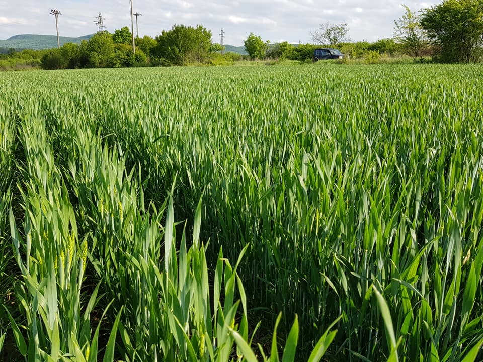 Болгария всходы