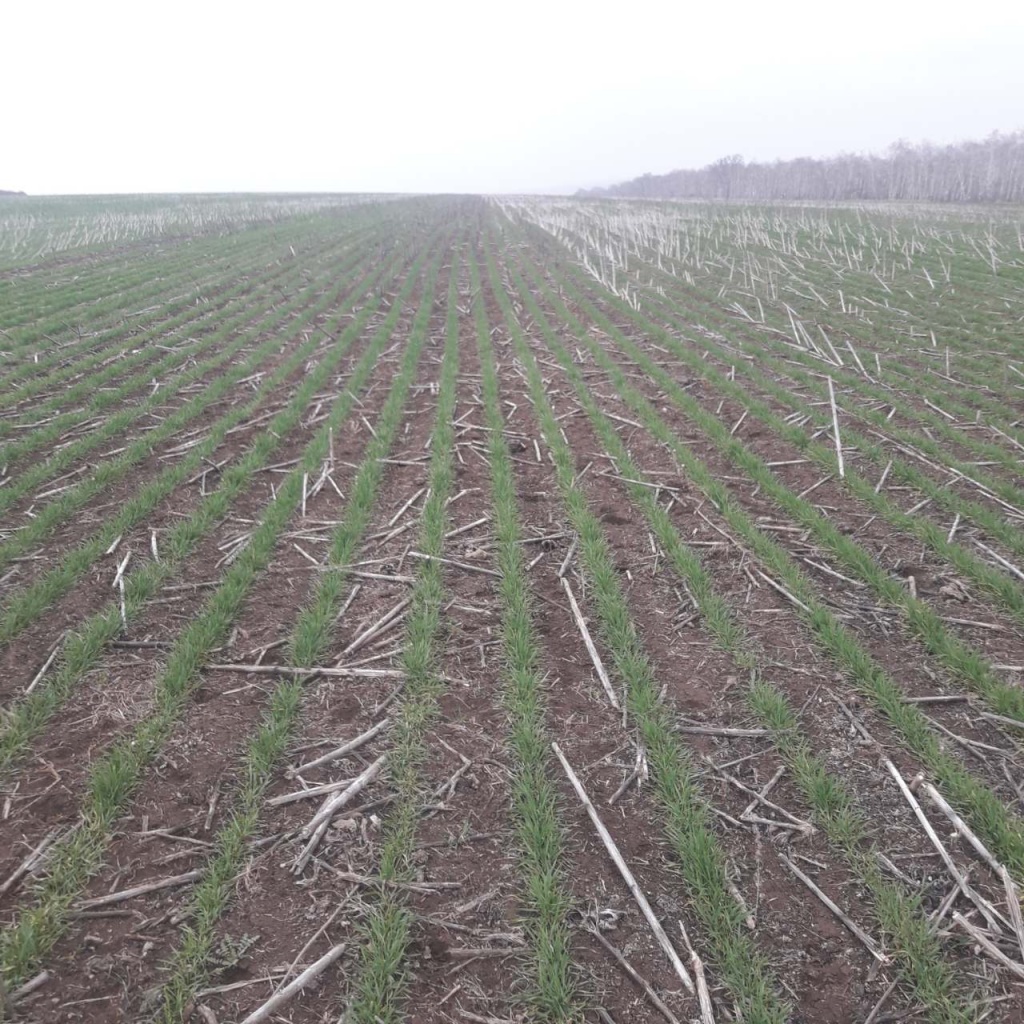 Пшеница по подсолнечнику на No-Till