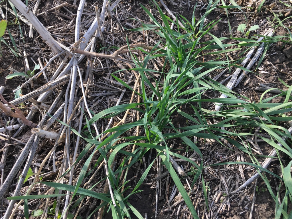 Поля С.Сурового