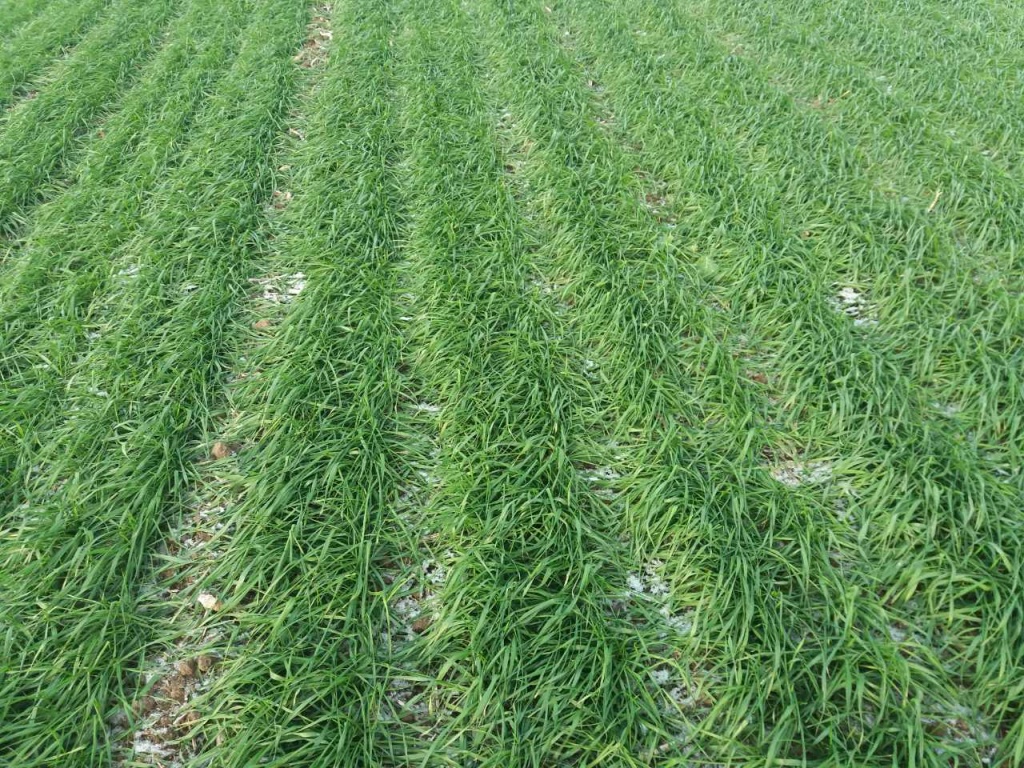 Поля Барвинок