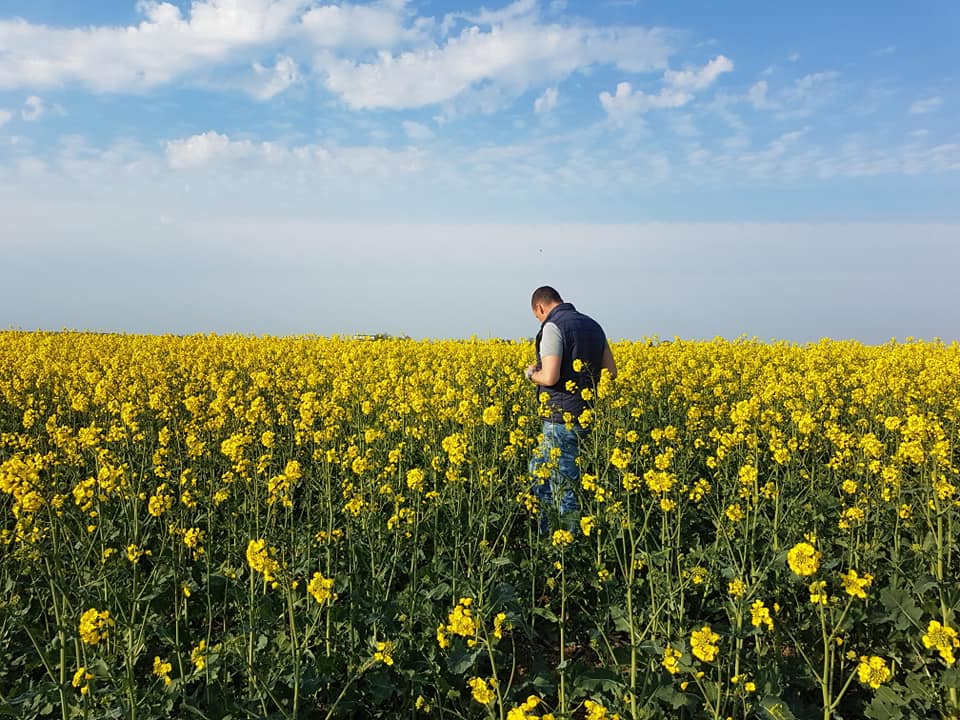рапс, засеянный Turbosem