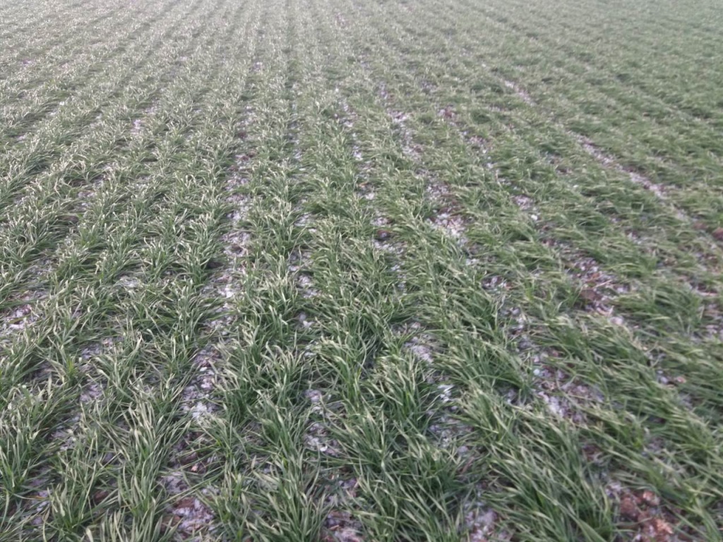 Поля Барвинок