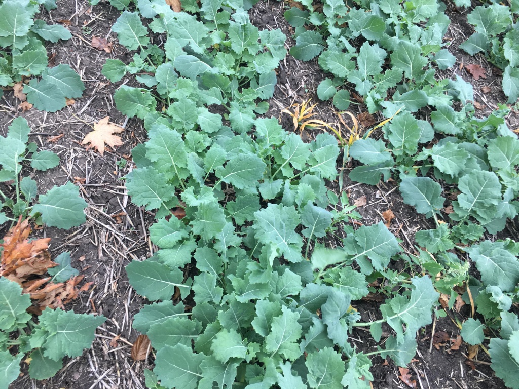 Сергей Суровый - рапс