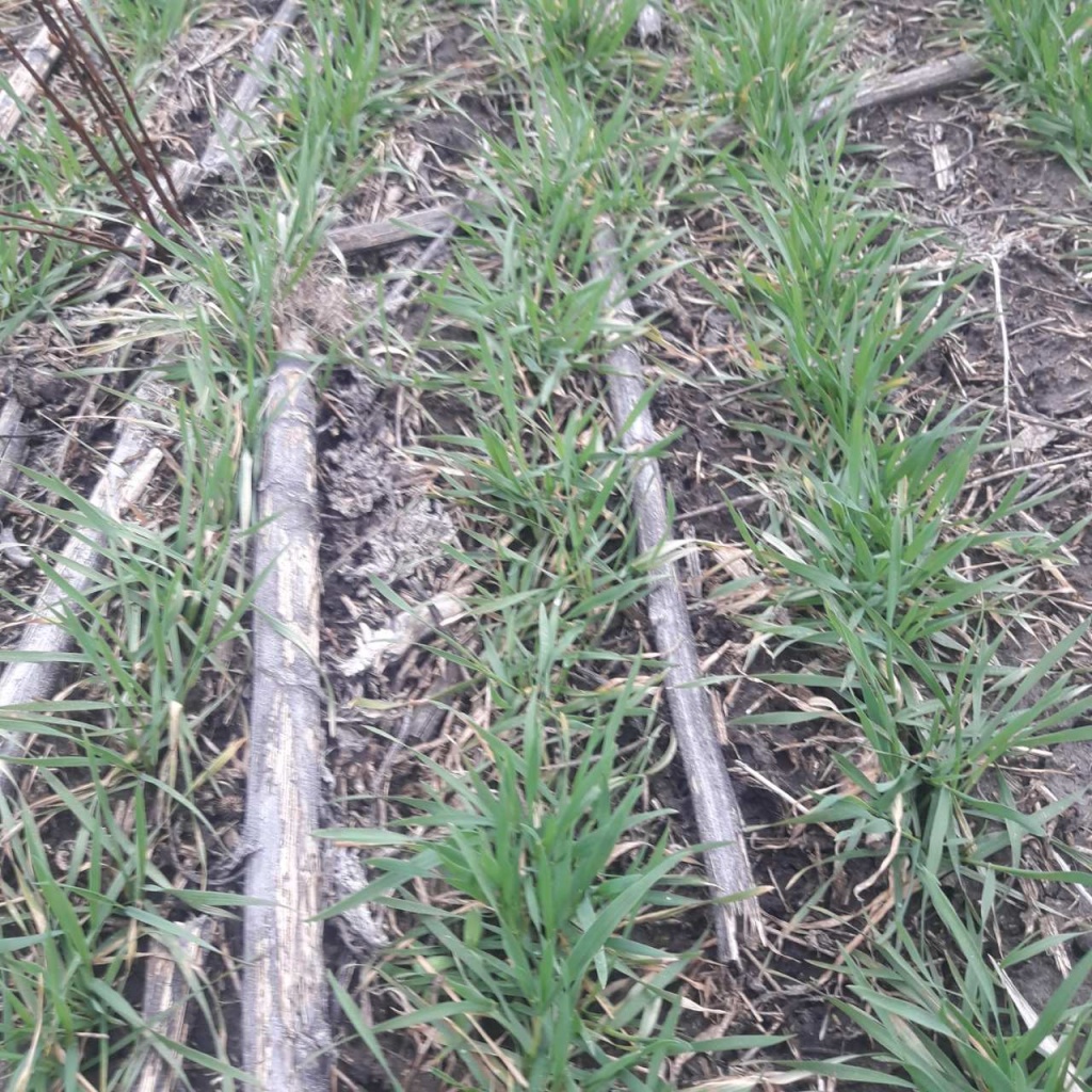 Пшеница по подсолнечнику на No-Till