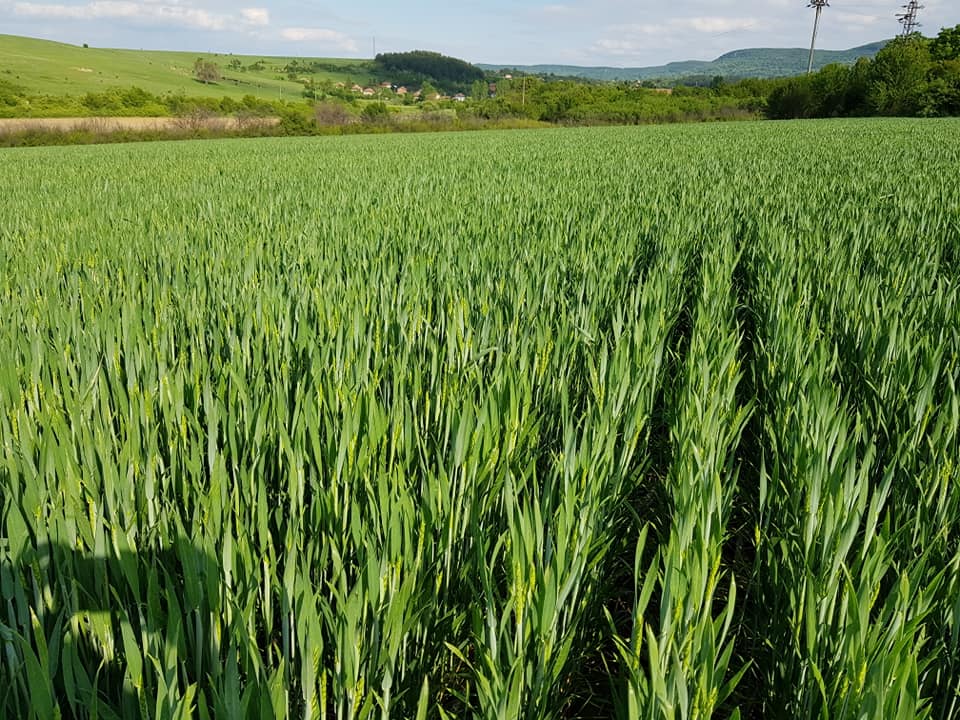 Болгария - всходы после Turbosem