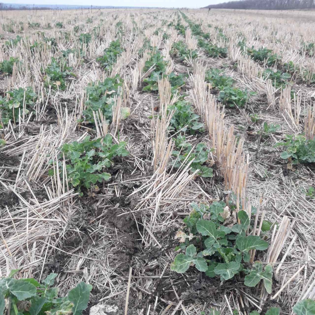 Озимый рапс по No-Till