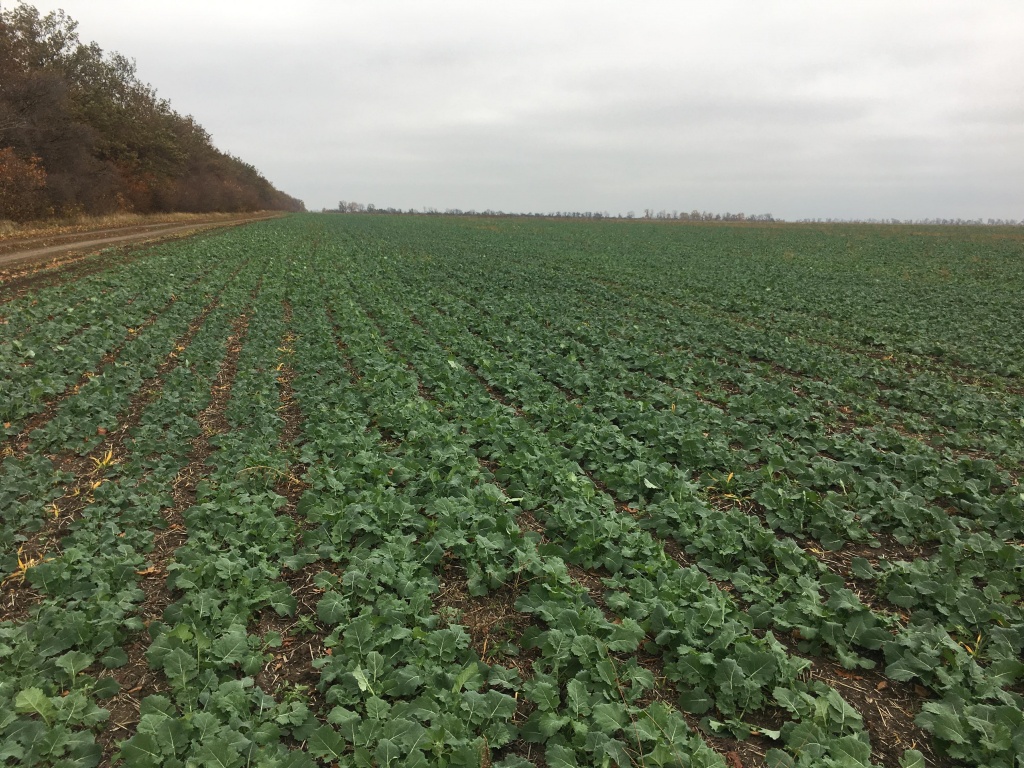 Поля С.Сурового