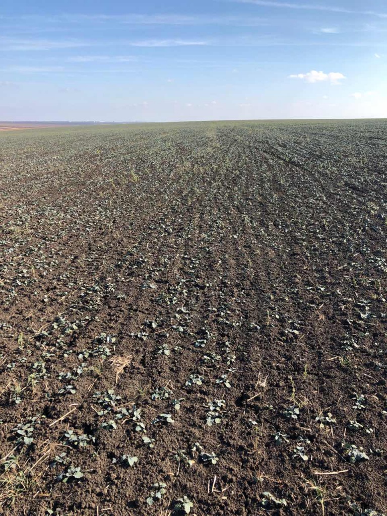 Озимий ріпак по класиці