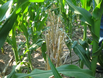 прямий посів