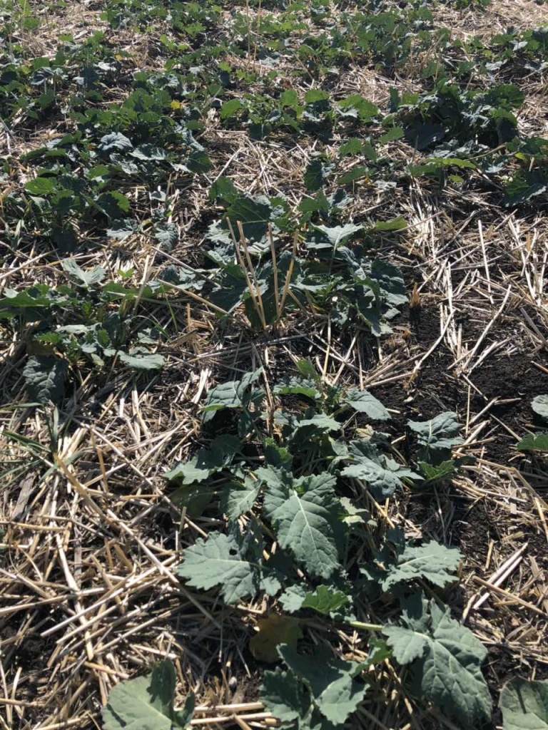 Озимий ріпак по No-Till