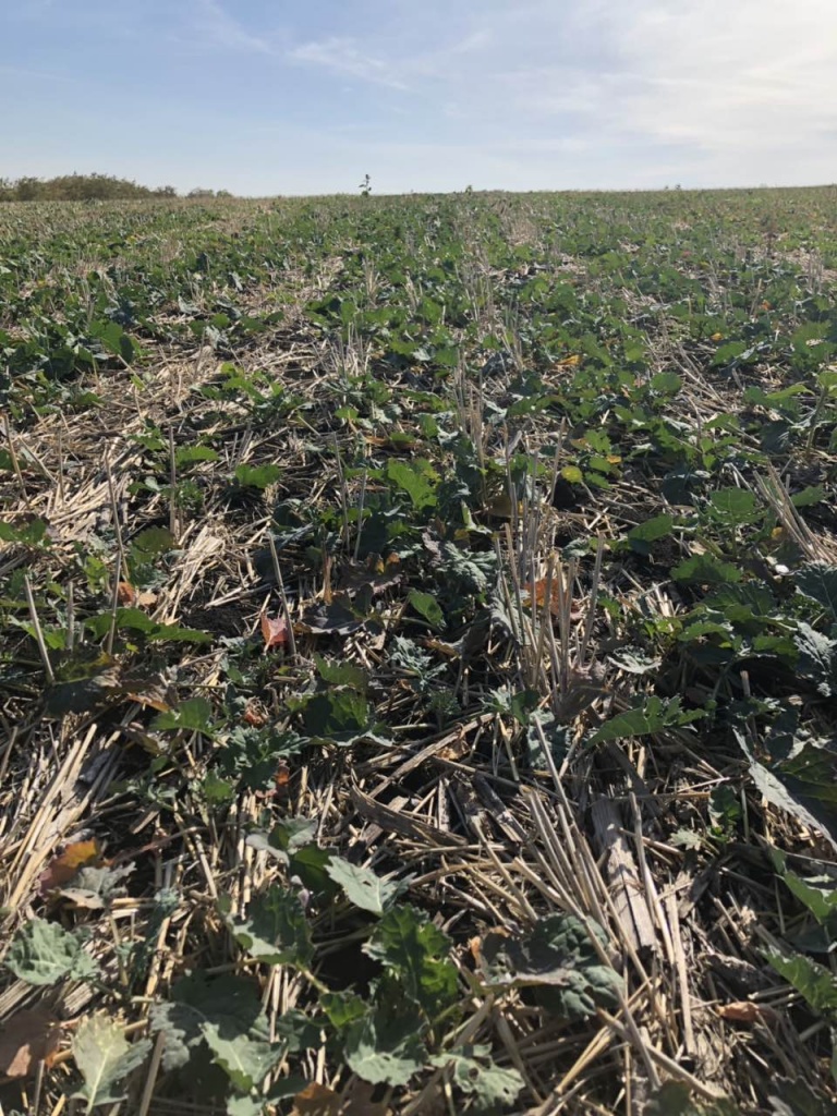 Озимий ріпак по No-Till