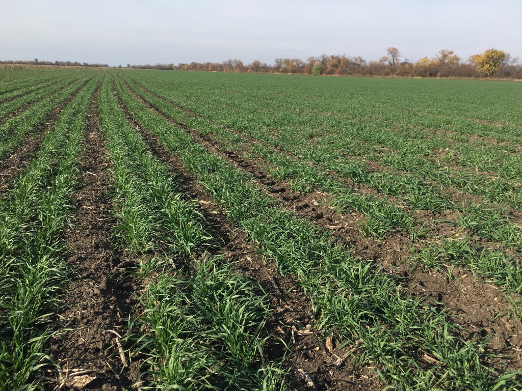 Поля С.Сурового