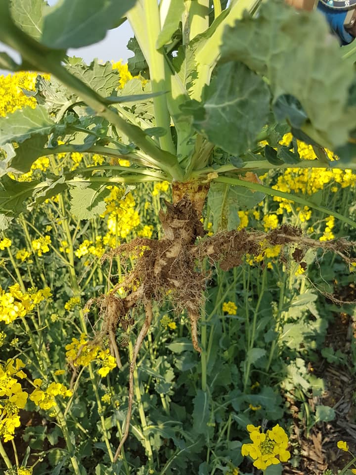 рапс по no-till