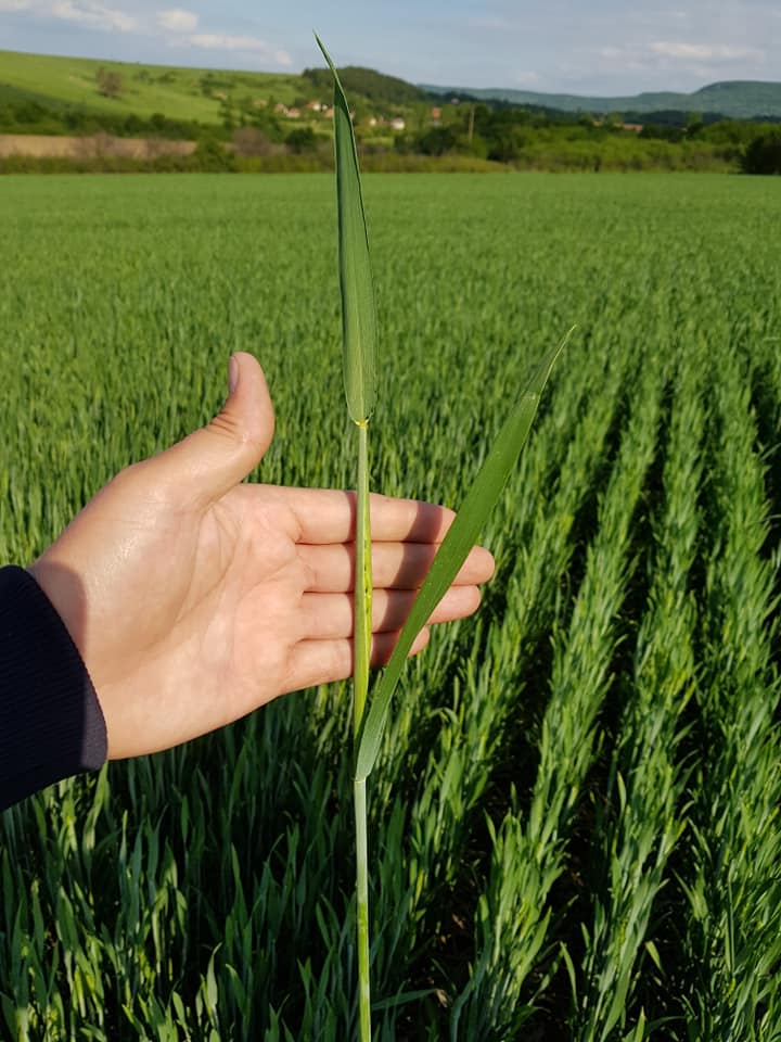 Болгария всходы