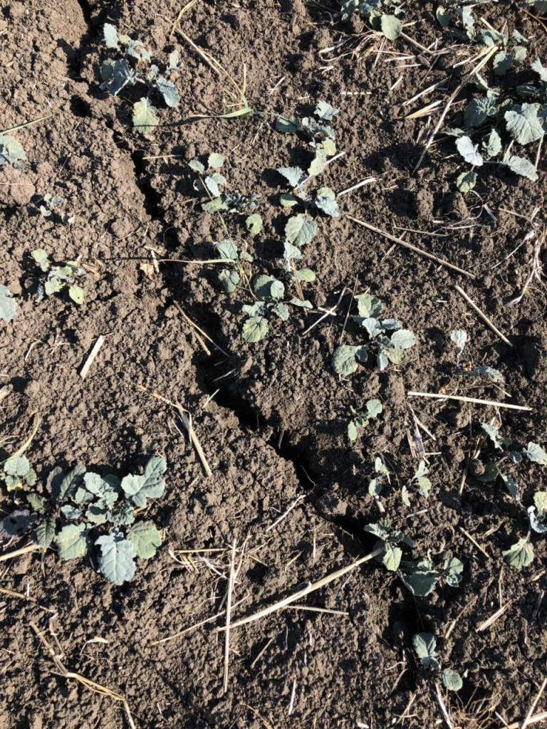 Озимий ріпак по класиці