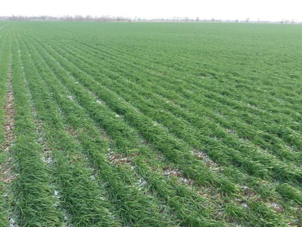 Поля Барвинок