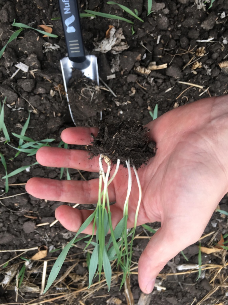 Поля С.Сурового