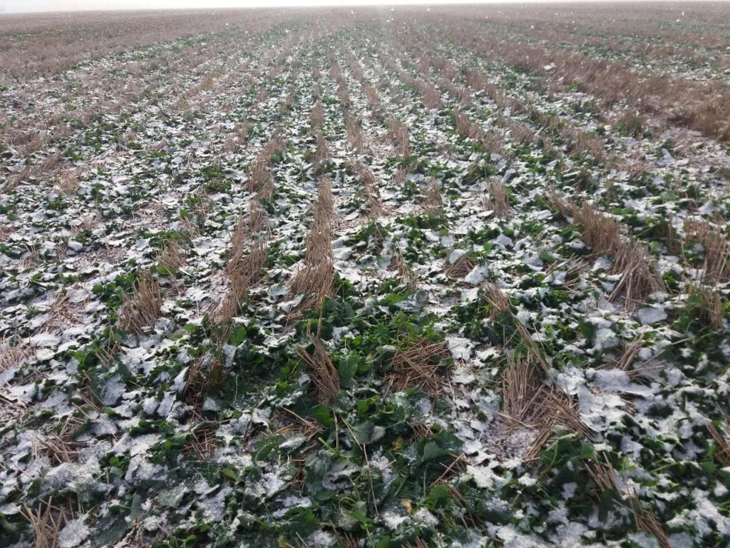 Поля Барвинок